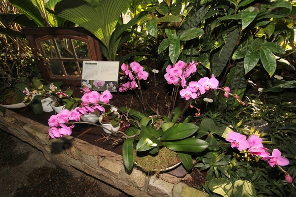 Phalaenopsis   042.jpg